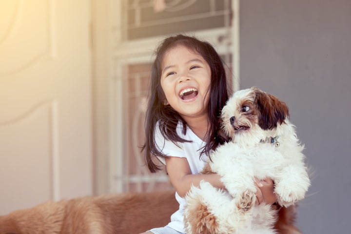 O shih tzu é doce, flexível, mas muito frágil.