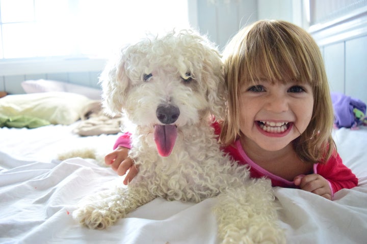 Poodle não costuma soltar pelo.