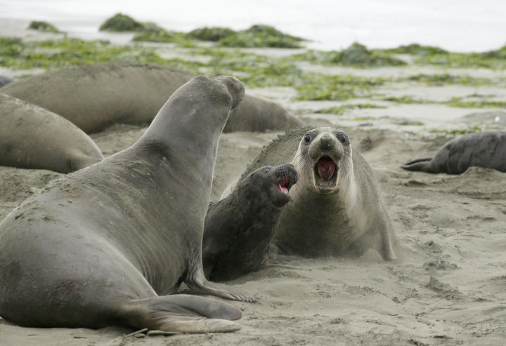 Elephant seals and their pups on California's Drakes Beach.