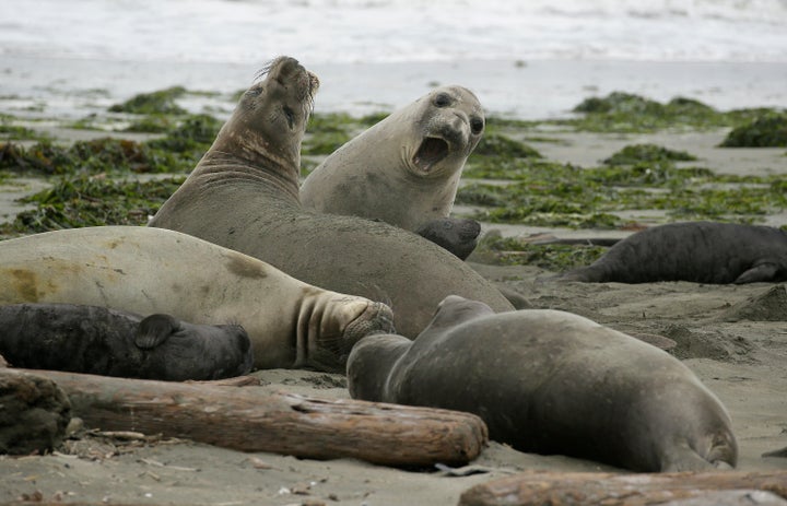 Honestly, just let them have the beach.