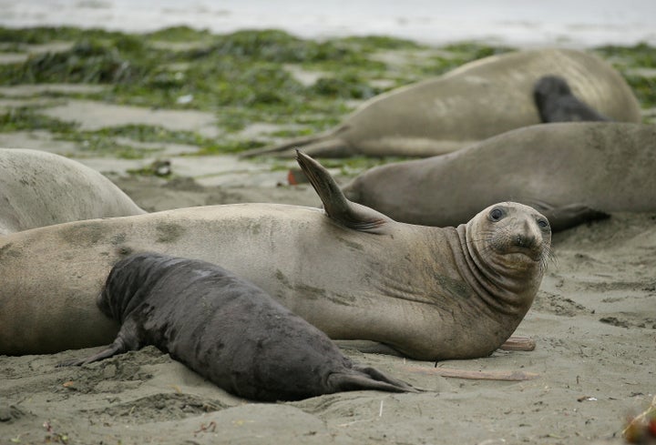 Motherly elephant seal love.