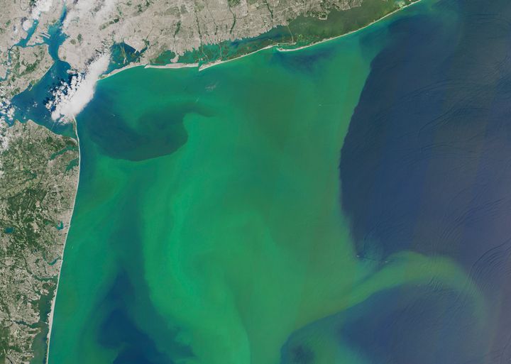 This August 2015 photo from a NASA satellite shows a large bloom of phytoplankton off the New York, top, and New Jersey, left, coast. 
