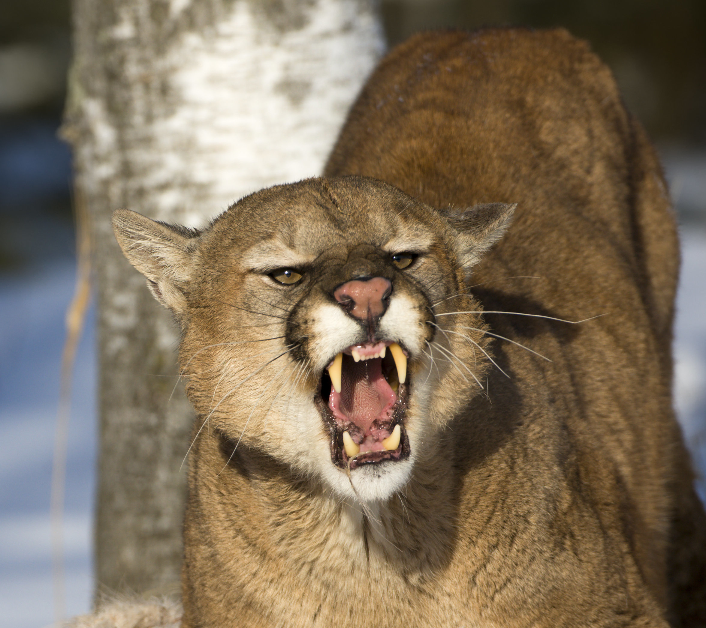 Colorado Man Kills Mountain Lion Who Attacked Him While Jogging | HuffPost