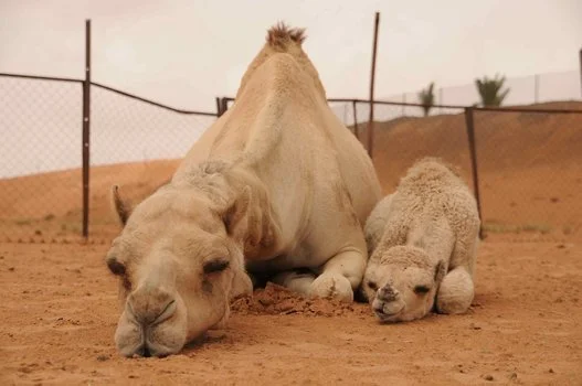 アラブの砂漠で0匹の動物たちと暮らす はなもも さんに その理由を聞いてみた 画像 ハフポスト Project