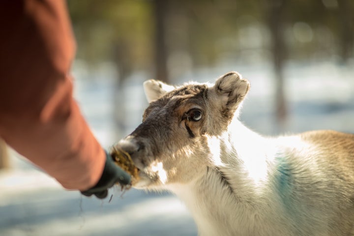 To survive in the changing climate, Sámi herders are purchasing supplementary feed to sustain reindeer through winter. The extra feed is costly, and the Sámi have observed a higher rate of disease among reindeer fed with pellets.