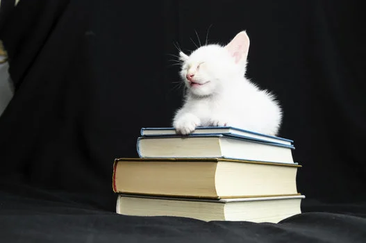 猫の日 にゃらん みんにゃに にゃー を呼びかける 画像 ハフポスト Life 猫の日 にゃらん みんにゃに にゃー を呼びかける 画像 ハフポスト Life