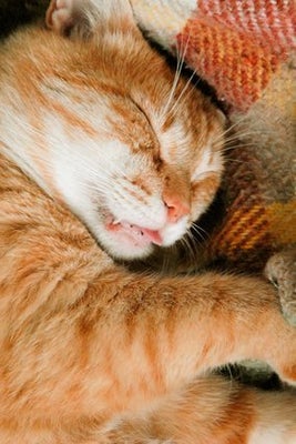 猫の日 にゃらん みんにゃに にゃー を呼びかける 画像 ハフポスト Life 猫の日 にゃらん みんにゃに にゃー を呼びかける 画像 ハフポスト Life