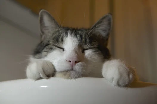 猫の日 にゃらん みんにゃに にゃー を呼びかける 画像 ハフポスト Life