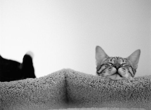 猫の日 にゃらん みんにゃに にゃー を呼びかける 画像 ハフポスト Life 猫の日 にゃらん みんにゃに にゃー を呼びかける 画像 ハフポスト Life