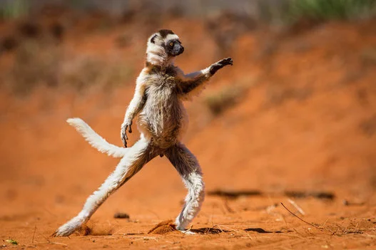動物たちは こんな面白い生活をしている 16ベスト アニマル フォトは 画像集 ハフポスト Life 動物たちは こんな面白い生活をしている 16ベスト アニマル フォトは 画像集 ハフポスト Life