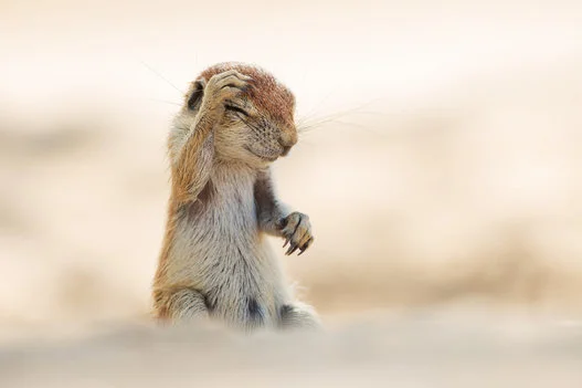 動物たちは こんな面白い生活をしている 16ベスト アニマル フォトは 画像集 ハフポスト Life 動物たちは こんな面白い生活をしている 16ベスト アニマル フォトは 画像集 ハフポスト Life