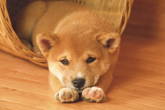 秋田犬の赤ちゃん こっちへおいで モフモフ画像集 ハフポスト News