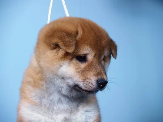 柴犬 大イビキをかく すごい顔で 動画 ハフポスト Life