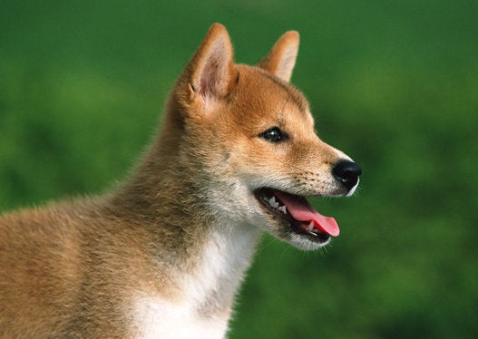 老犬が最期のドライブへ その穏やかな表情がすべてを物語る ハフポスト Life