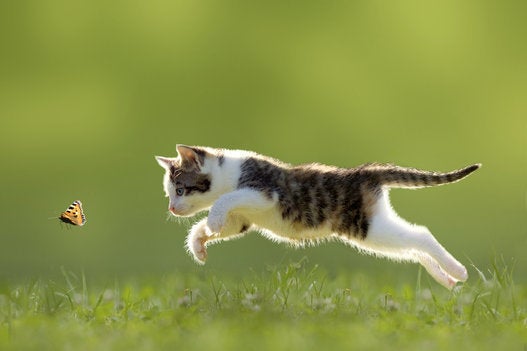 young cat hunting butterfly