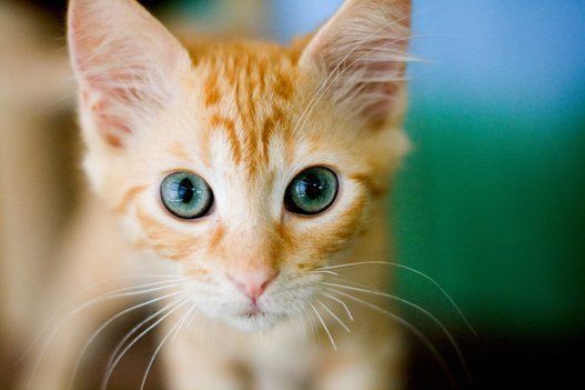 Orange kitten with green eyes looking at the camer