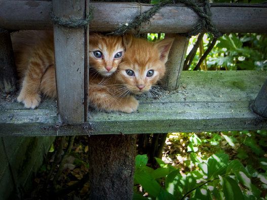 two tabby kittens