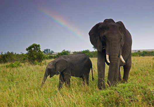 African Elephant cow and baby with rainbow