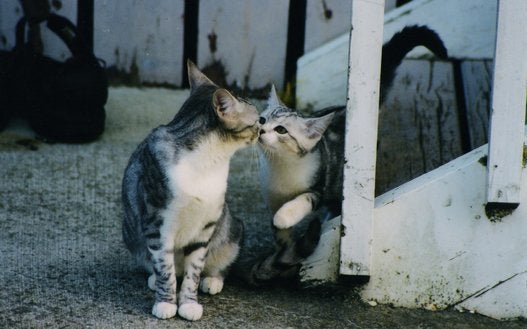 猫たちのキスは 人を幸せな気分にする 画像多数 ハフポスト Life