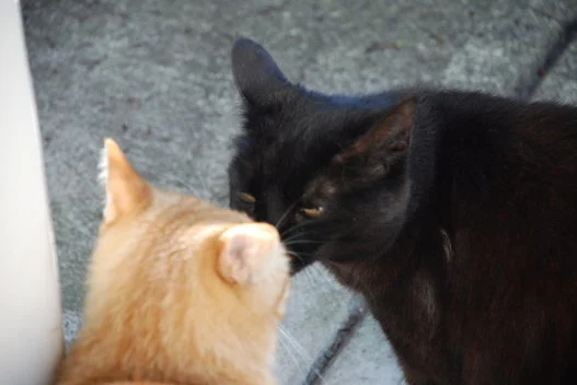 ごはん ちょーだい 子猫が手を合わせてお願いするなんて可愛いすぎる 動画 ハフポスト Life ごはん ちょーだい 子猫が手を合わせてお願いするなんて可愛いすぎる 動画 ハフポスト Life