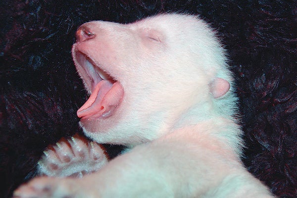 白くてモフモフ かわいすぎるシロクマの赤ちゃん 動画 ハフポスト News
