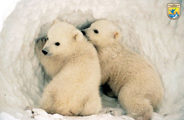 白くてモフモフ かわいすぎるシロクマの赤ちゃん 動画 ハフポスト News