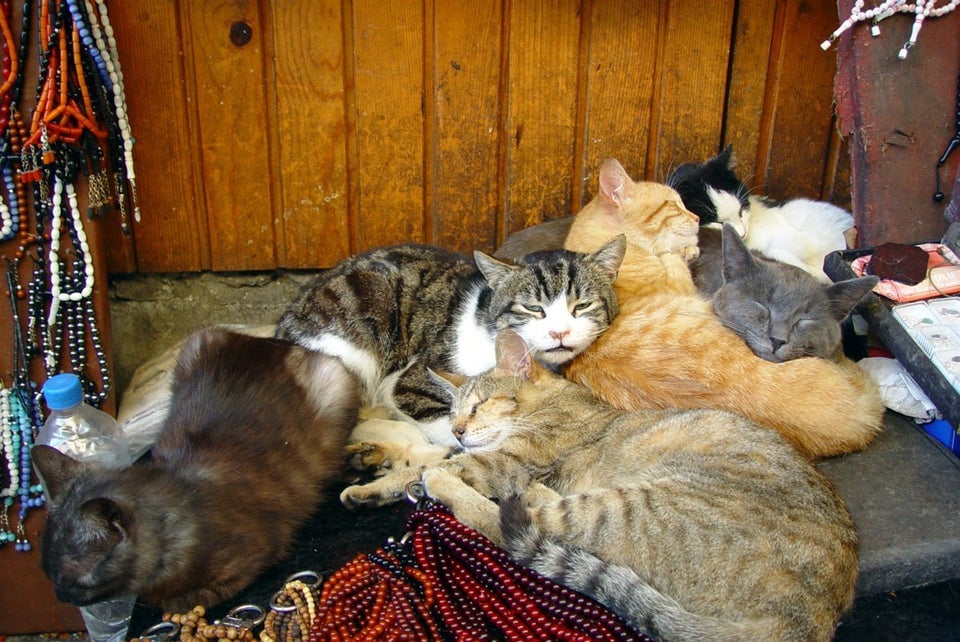 031 Istanbul - cats in the market