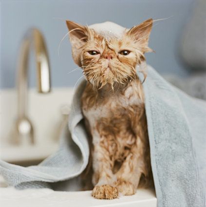 Orange Persian cat under towel