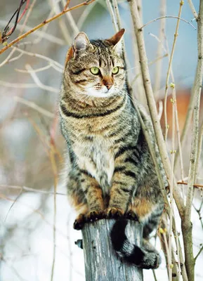 村上春樹が語る 人生で大切なことは みんな猫から学んだ ハフポスト Life