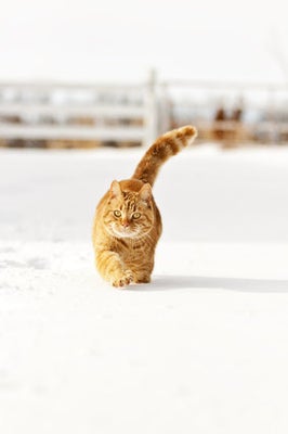 村上春樹が語る 人生で大切なことは みんな猫から学んだ ハフポスト Life