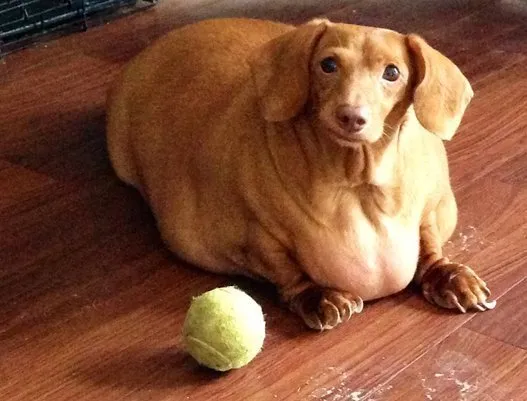 25kg 5kg ダックスフントが大減量 犬には人間と同じ食べ物をあげてはいけません 画像 ハフポスト Life
