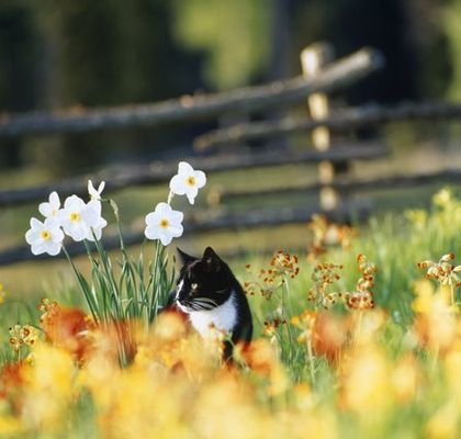 ひと足先に 春を楽しむ猫たち 画像 ハフポスト Life