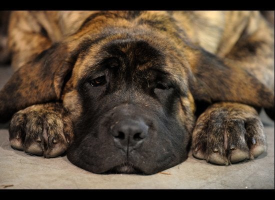 犬は 自分をだまそうとする人の心を見破ることができる ハフポスト Life 犬は 自分をだまそうとする人の心を見破ることができる ハフポスト Life