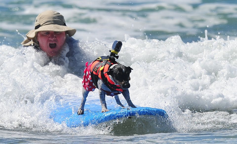 5th Annual Surf Dog Competition