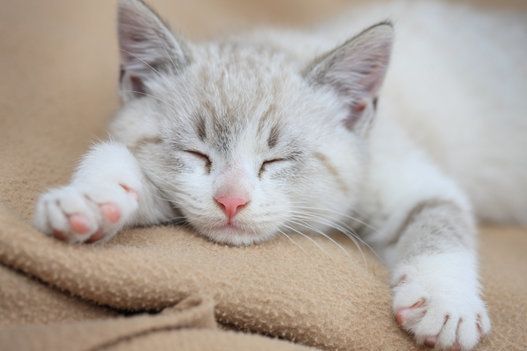 スヤスヤ眠る猫を見つめるだけでこちらまで癒される 画像集 ハフポスト Life