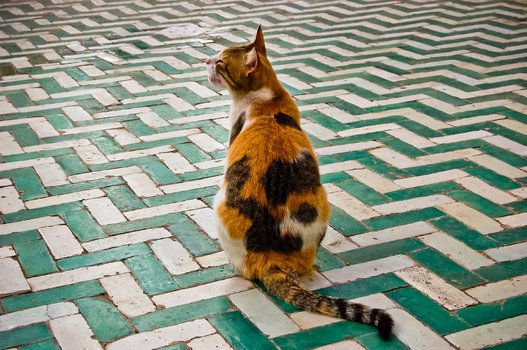 Cat sitting on tiled floor