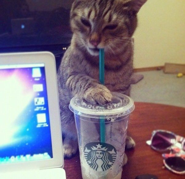 Caffeinated Kitty