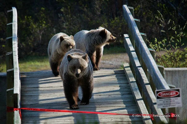 うわああ 世界最大種のヒグマが男性とじゃれ合ってる 動画 ハフポスト News うわああ 世界最大種のヒグマが男性とじゃれ合ってる 動画 ハフポスト News