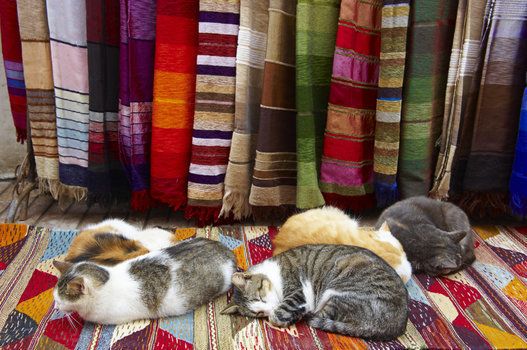 Morocco, Essaouira, street cats