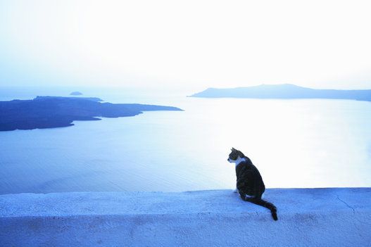 ギリシャの猫