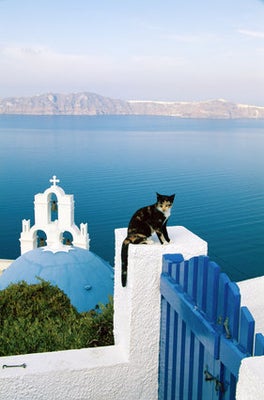 ギリシャの猫たちは 青い海を見ながら白い屋根を散歩する 画像 ハフポスト Life