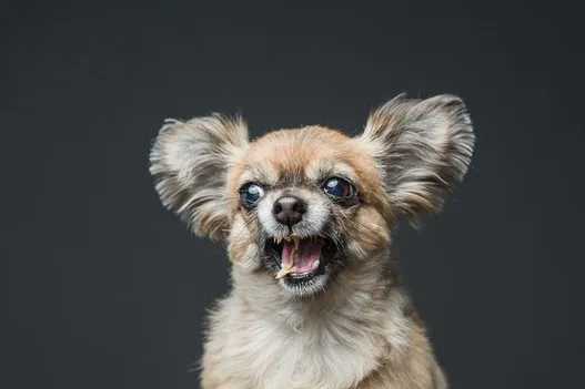 ピーナッツバターをペロリ 犬の写真集に込められた思いとは ハフポスト Life