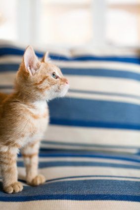 Orange tabby kitten sitting on sofa