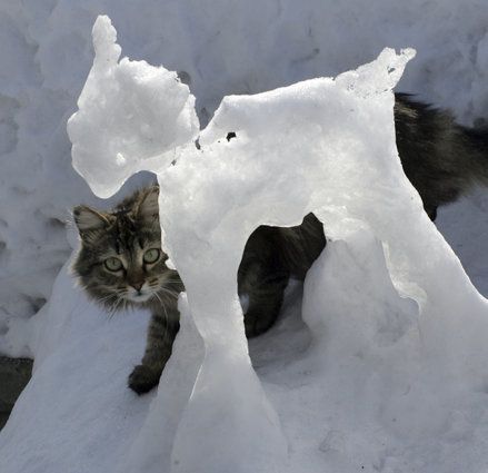Awesome cat playing with a snowman
