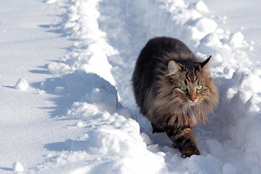 Norwegian Forest cat running through the snow