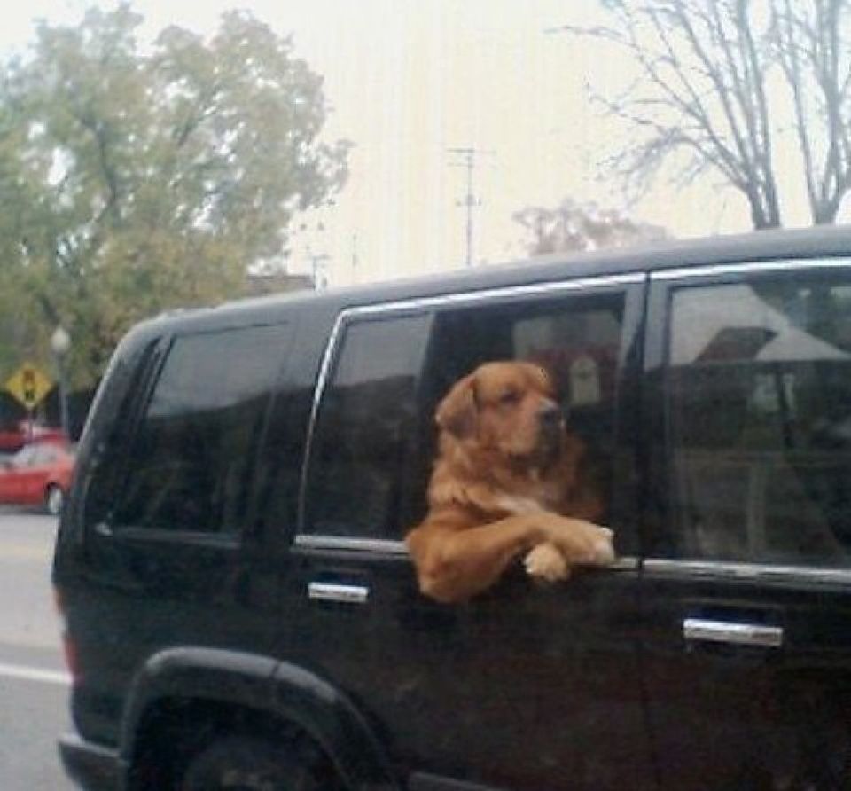 Dog Passenger