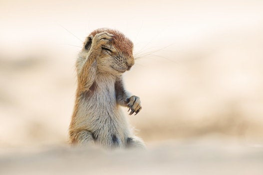 野生動物たちのおもしろ写真コンテスト 入選した写真の数々 画像集 ハフポスト Life