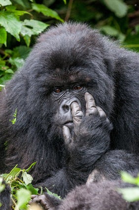 野生動物たちのおもしろ写真コンテスト 入選した写真の数々 画像集 ハフポスト Life