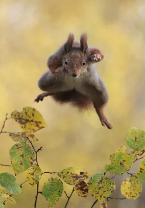 野生動物たちのおもしろ写真コンテスト 入選した写真の数々 画像集 ハフポスト Life