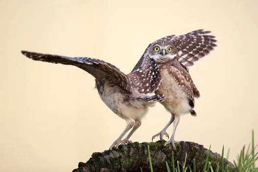 野生動物たちのおもしろ写真コンテスト 入選した写真の数々 画像集 ハフポスト Life